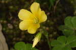 Yellow woodsorrel